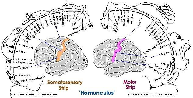 Homunculus – Yes And Further
